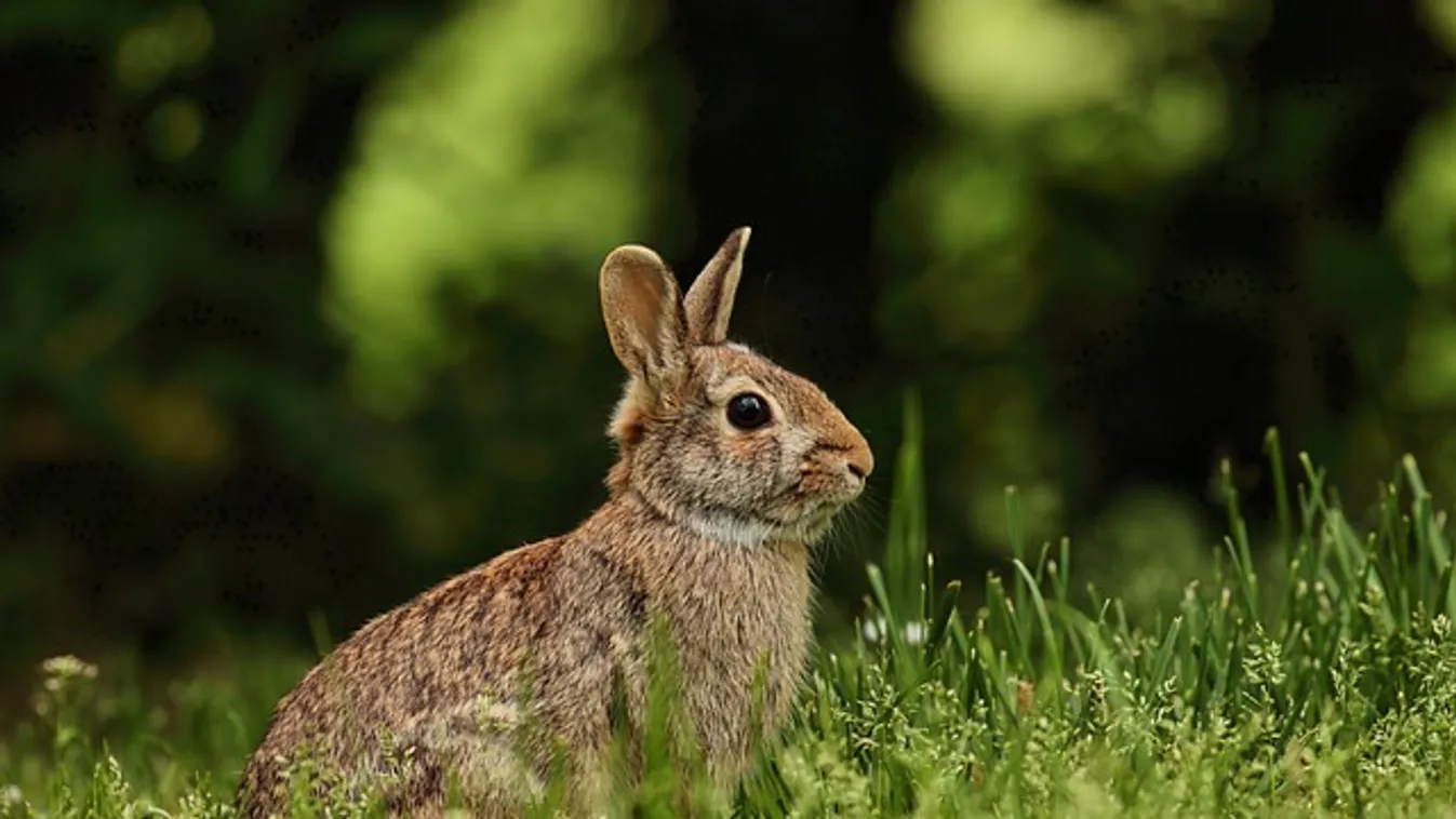 Hogy micsoda? Nyulakat lopott, majd megette őket egy diósjenői férfi
