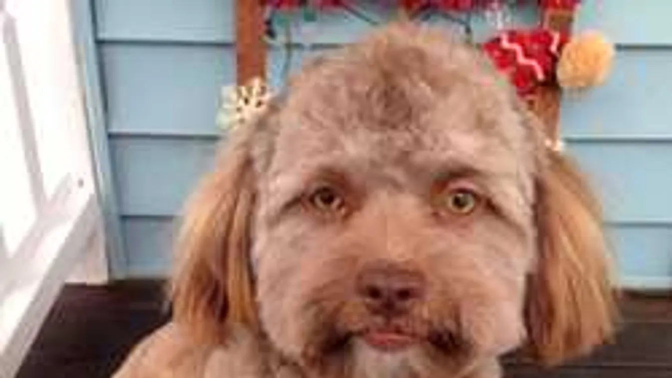 Óriási vihart kavart a neten az emberarcú kutya, ezt látnod kell