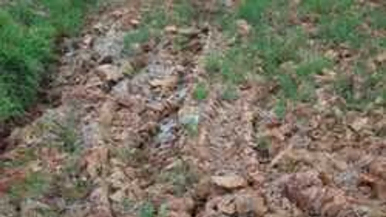 Találd meg a macskát a képen - erre csak a zsenik képesek!