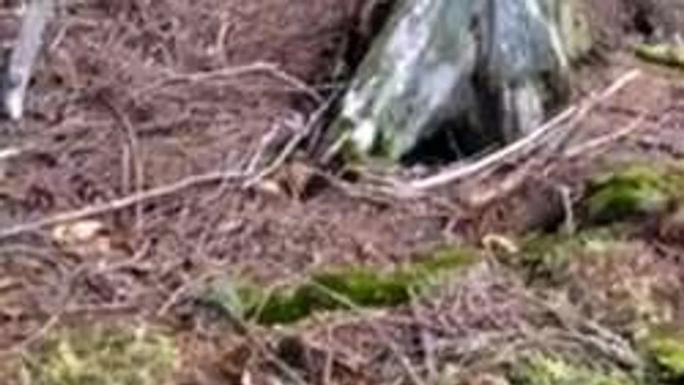 Brutálisan megcsonkított holttestre bukkantak a nemzeti parkban