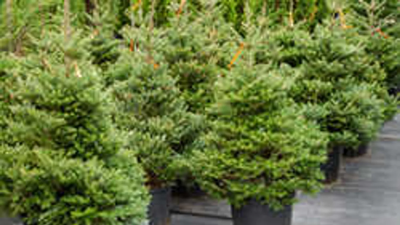 Csak óvatosan, ezt a fenyőt nem vihetjük azonnal a lakásba!