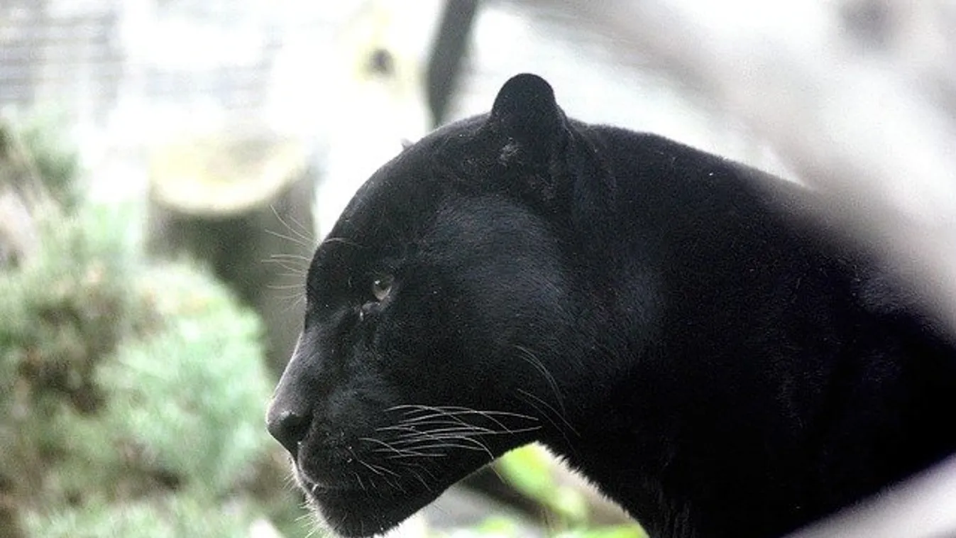Levideózták! Újra felbukkant a fekete párduc, ráadásul nem is akárhol