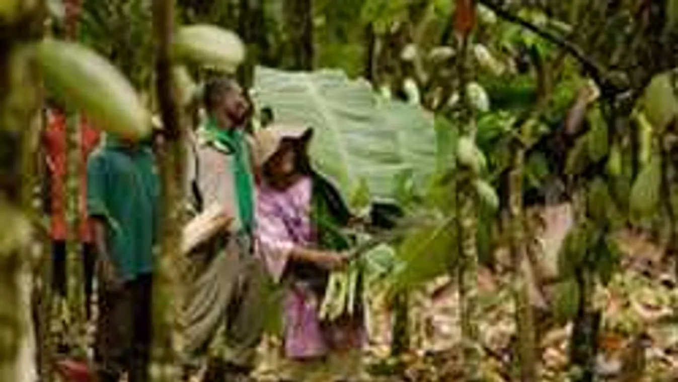 Megrázó cikk. Nem lesz csoki 2050 után?!