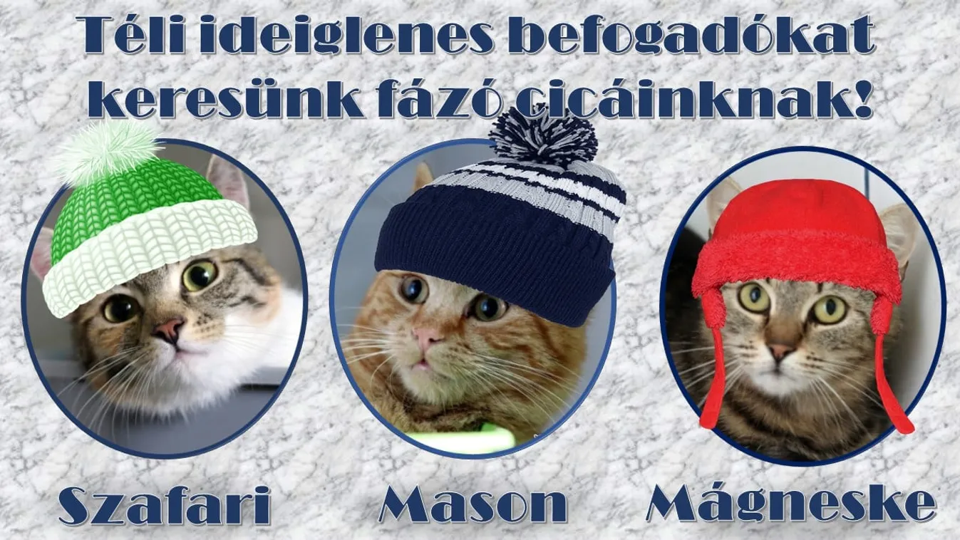Hihetetlenül cukik a sapkás cicák, akár haza is viheted őket