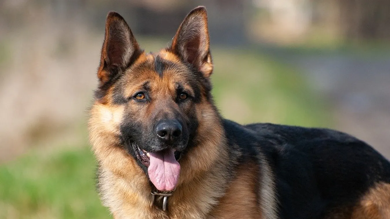 Erre nincsenek szavak: így sokkolja szomszédját a brutális állatkínzó