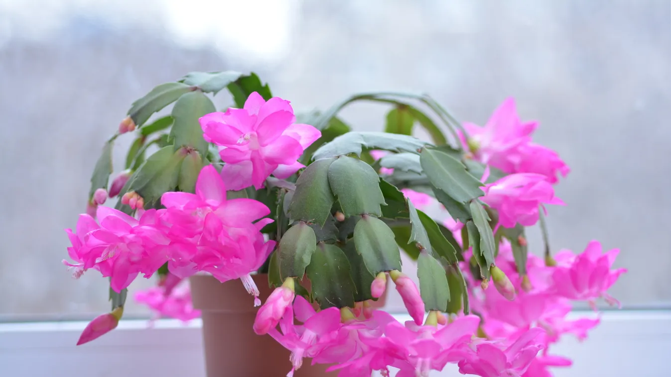 Spring background for the web site banner