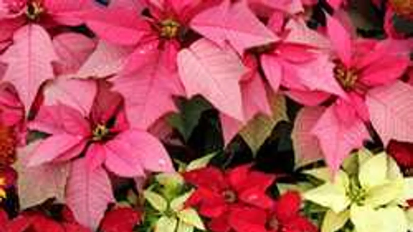 Így lesz sokáig gyönyörű a mikulásvirágod, erre figyelj!