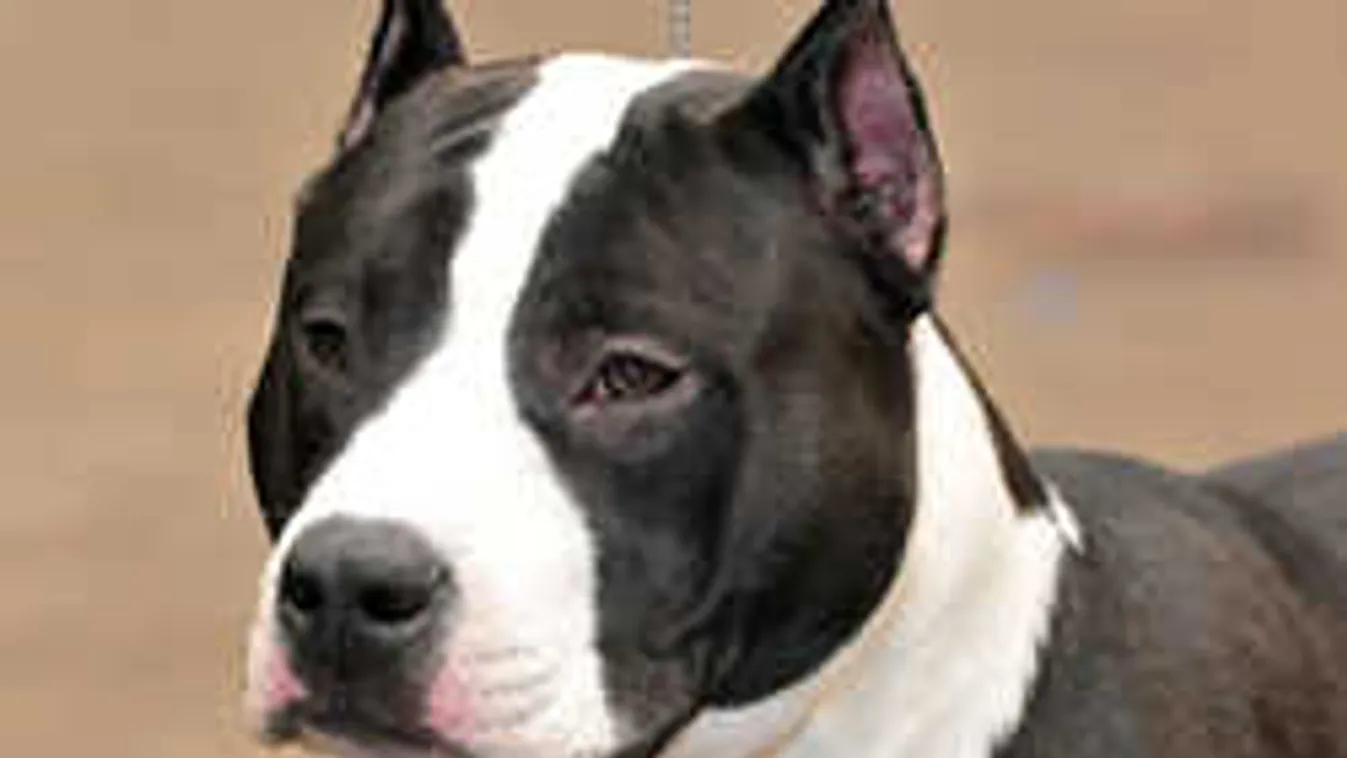 Ez lesz a sorsa a négyévessel végző kutyának