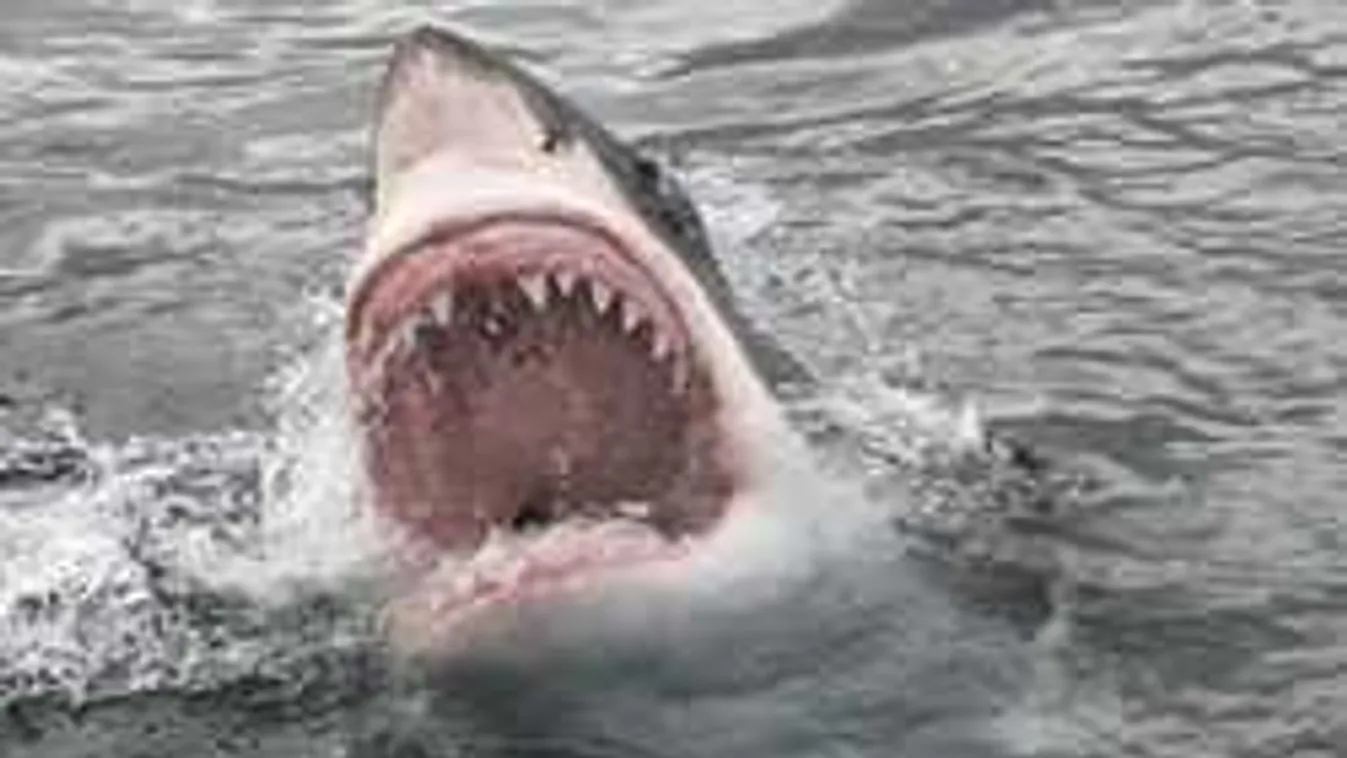 Lekevert egy óriásit a cápának, így élte túl a támadást ez a férfi