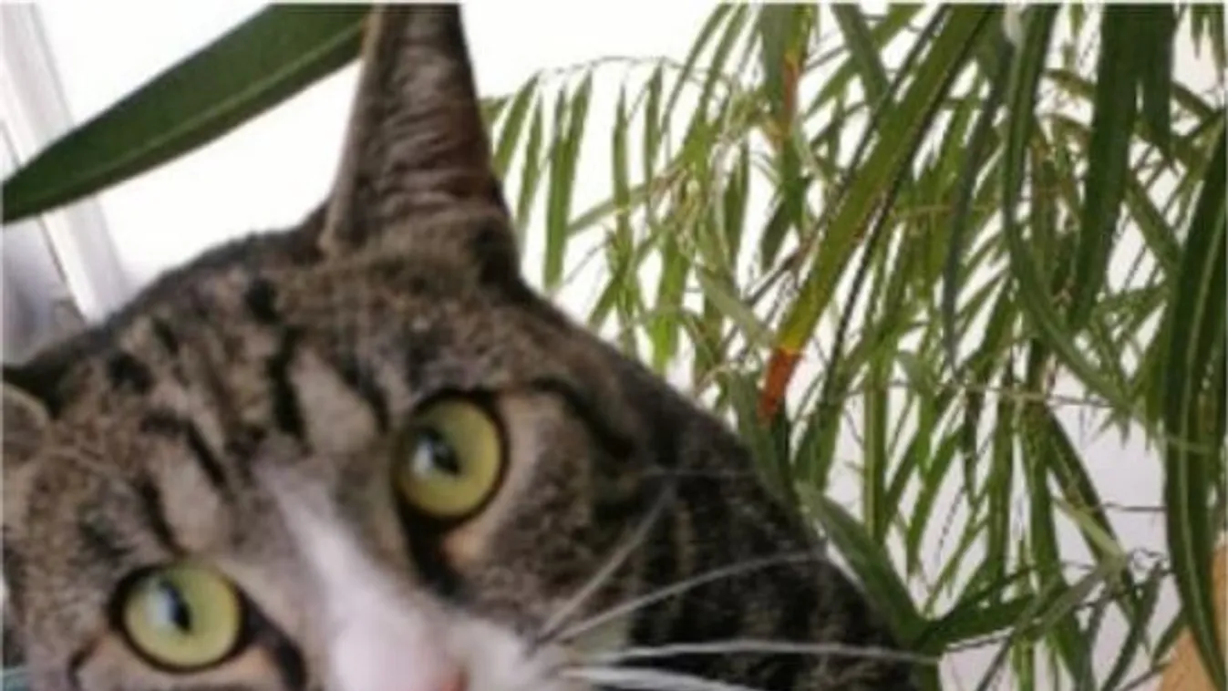 Macskapalota: Lenyűgöző kifutót rittyentett imádott cicáinak a budapesti nő