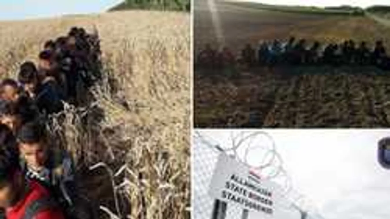 A rendőrök is megdöbbentek: Õk meneteltek tömött sorban a búzamezőn