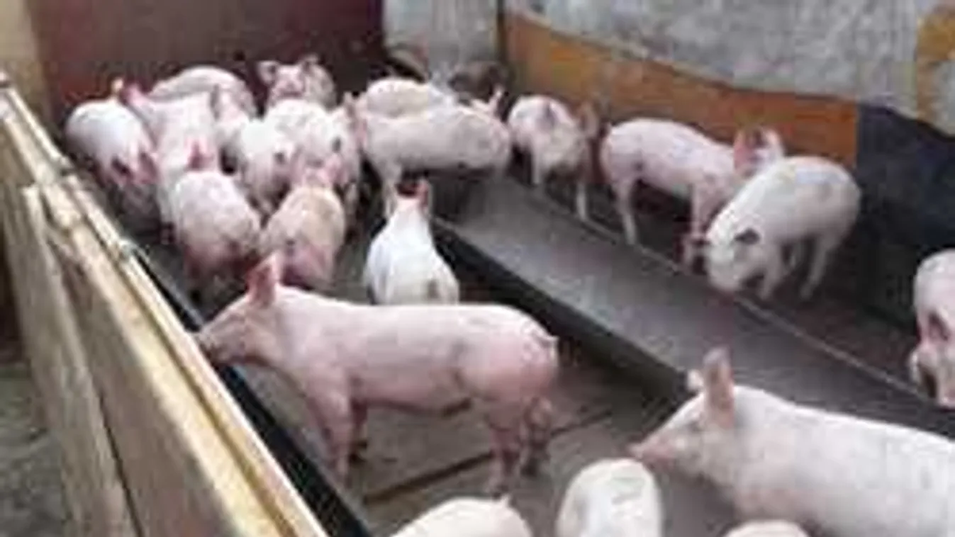 A szakemberek sem hitték el, amit az illegális sertéstelepen találtak