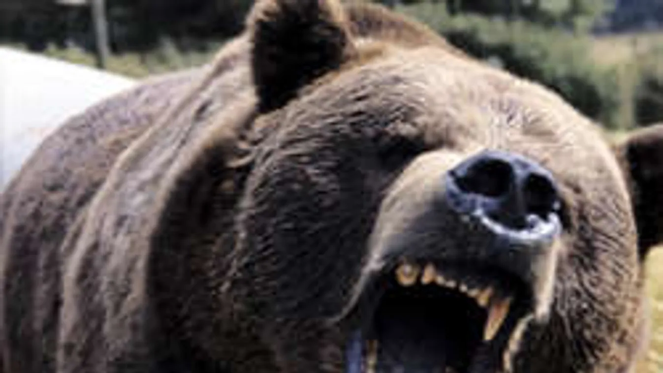 Ha meglát a medve, maradj ledermedve!