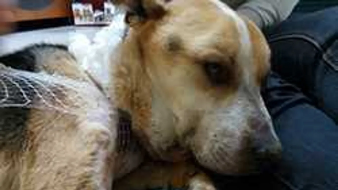 Meglepő, de egy állatkínzó ügyében érte öröm az állatvédőket