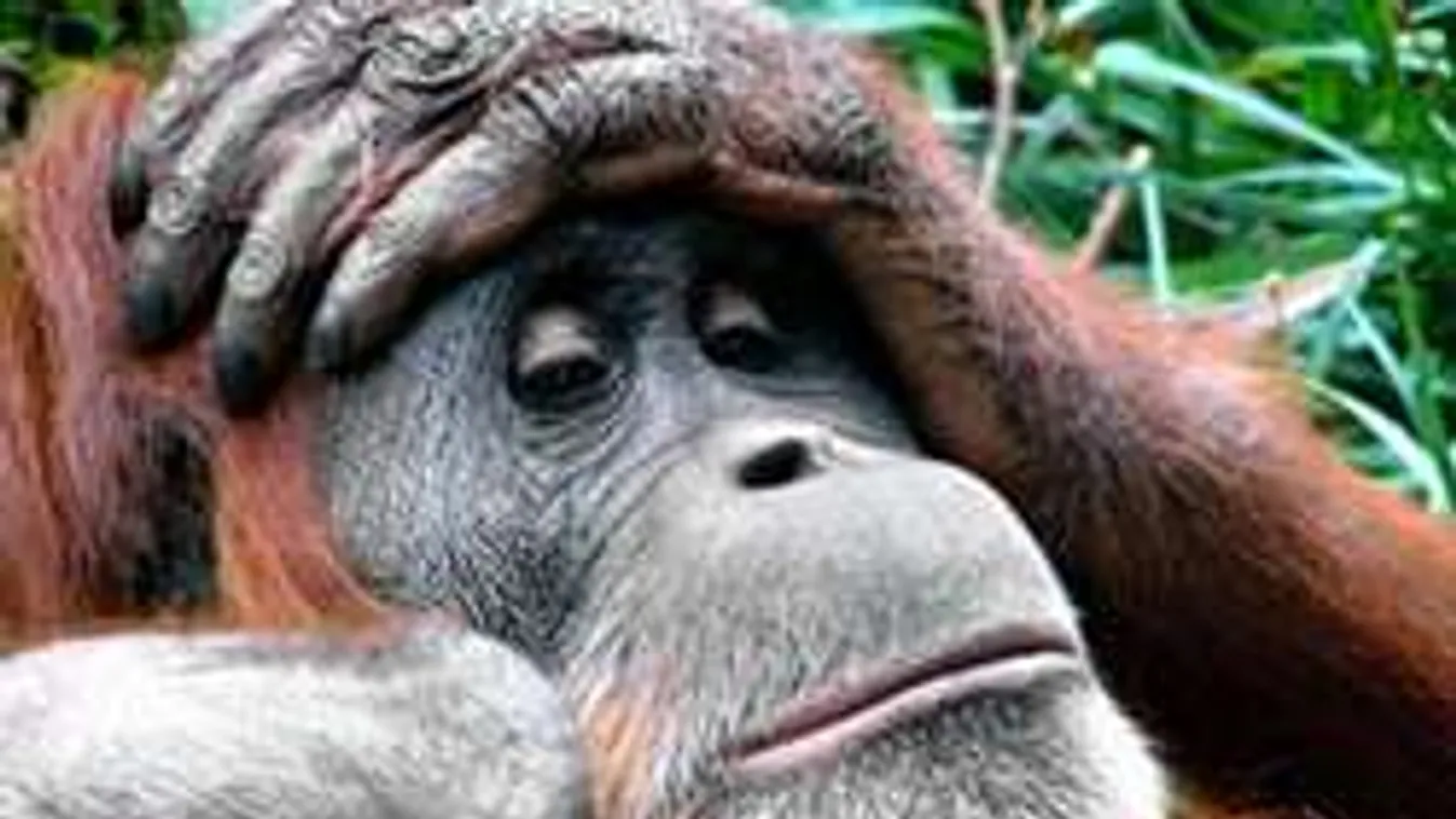 Hihetetlen: íme az orángután, aki valóra váltotta sokak álmát
