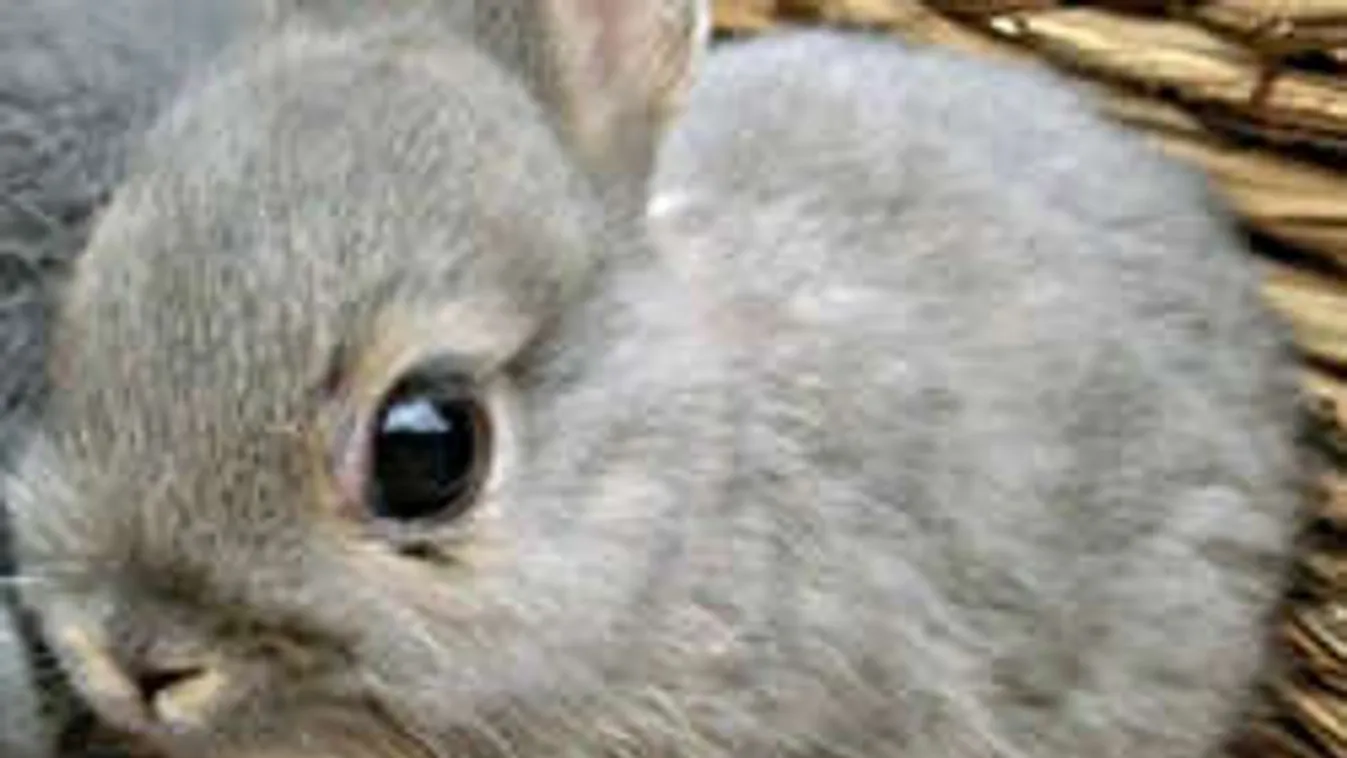 Ez vár a húsvéti nyuszikra! Egyre kegyetlenebb a nyúlbiznisz!