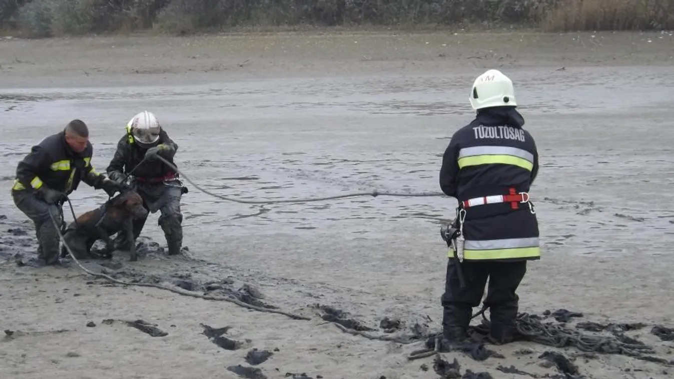 Mozdulni sem bírt a cuki kutyus, egy bányató iszapjában merült el – így szabadították ki