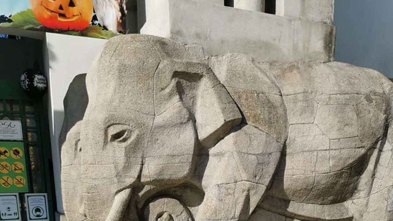 Hatalmas mérföldkő: Zente egyedül sétált be a vizsgálóba – Videó