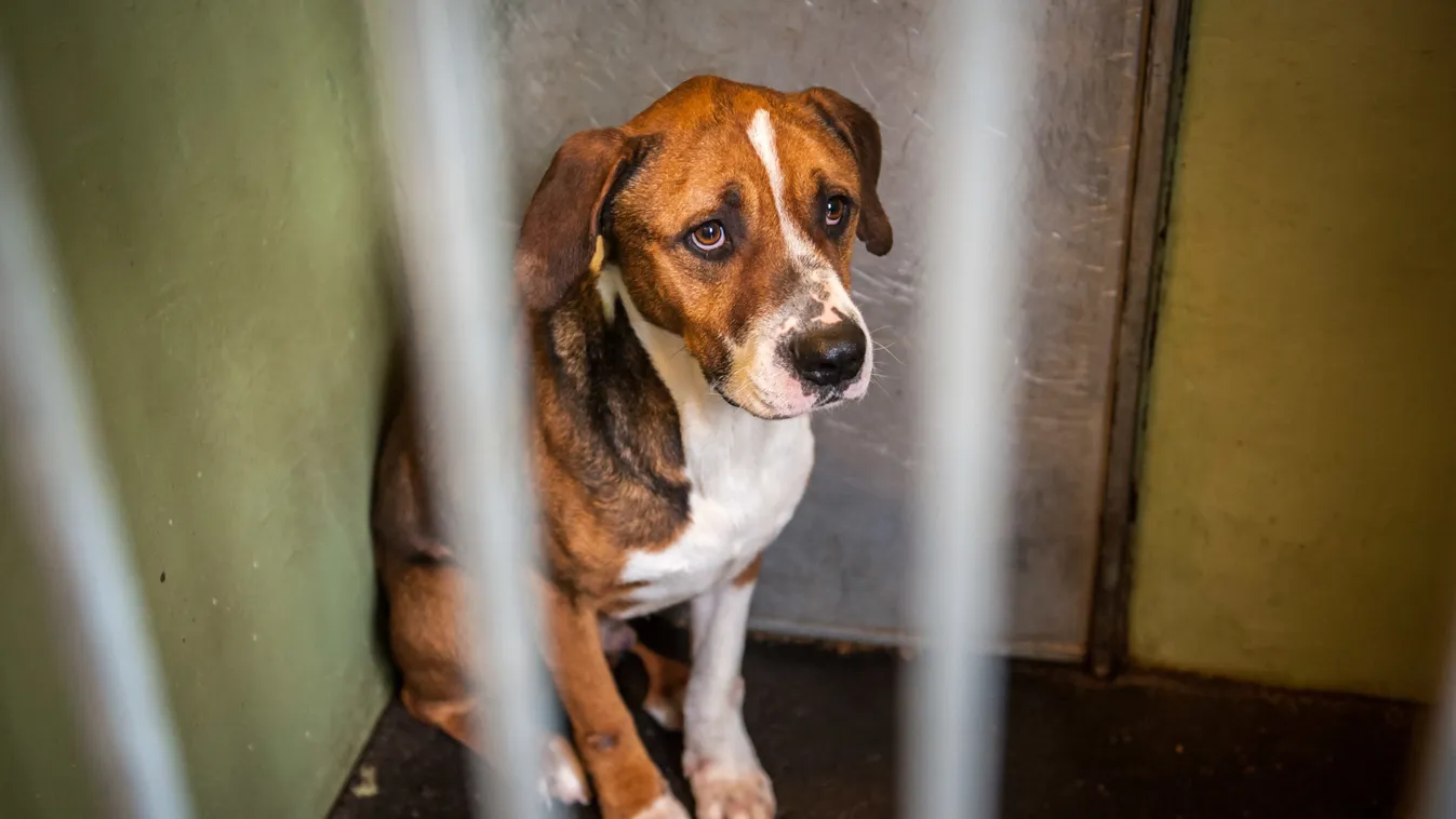 Újra altathatják a kutyákat az Illatos úton!