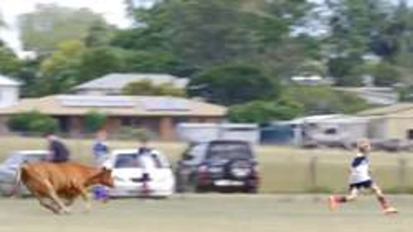 Bika rontott a pályára, menekültek a focisták