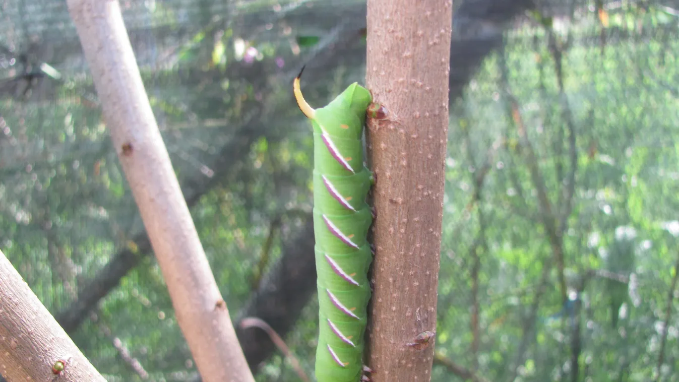 Mutatjuk, mit tehetsz, hogy ne legyen majd kukacos a gyümölcs – most kell lépni!