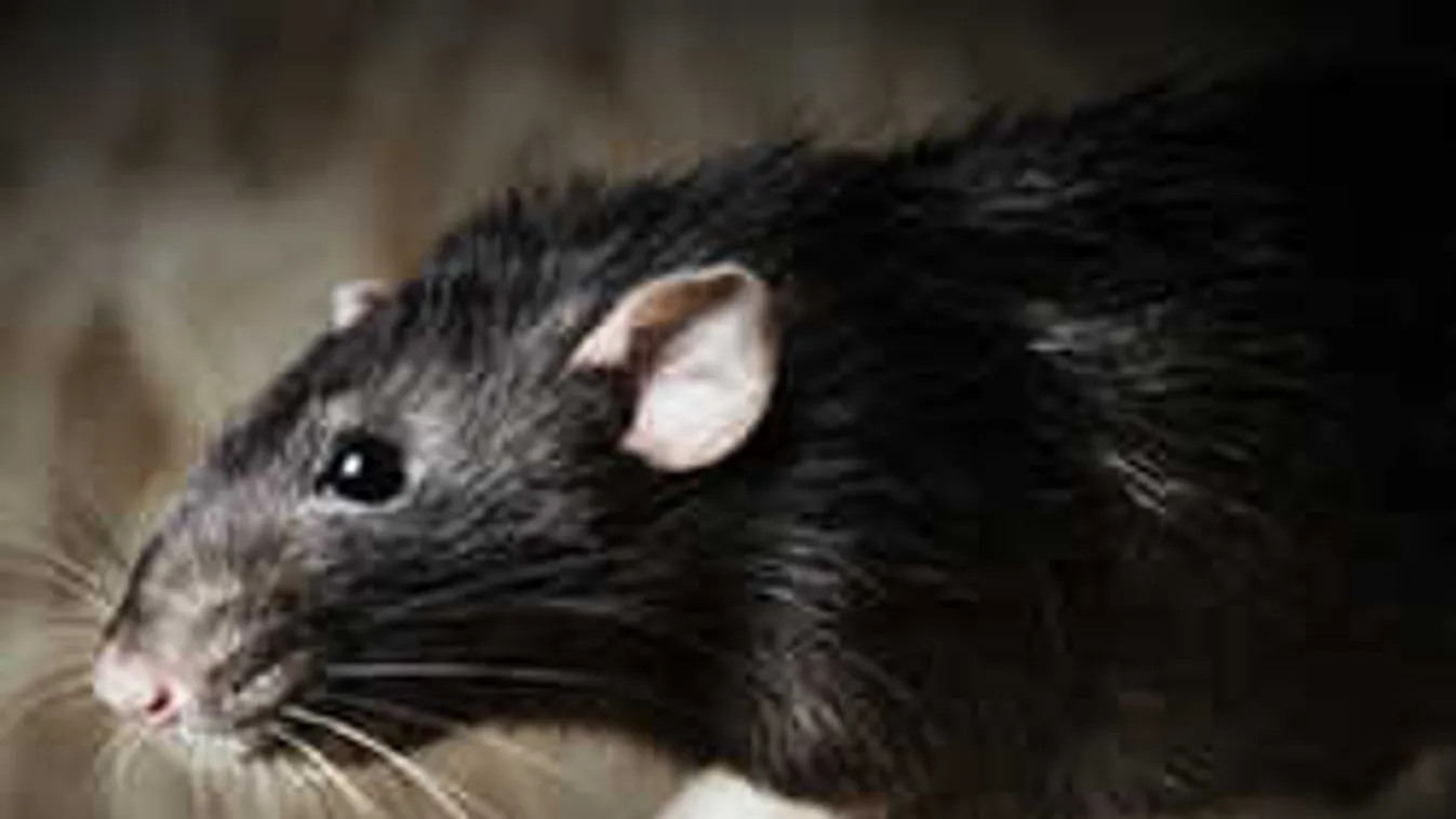 Elképesztő, durva dolog derült ki a patkányügyben