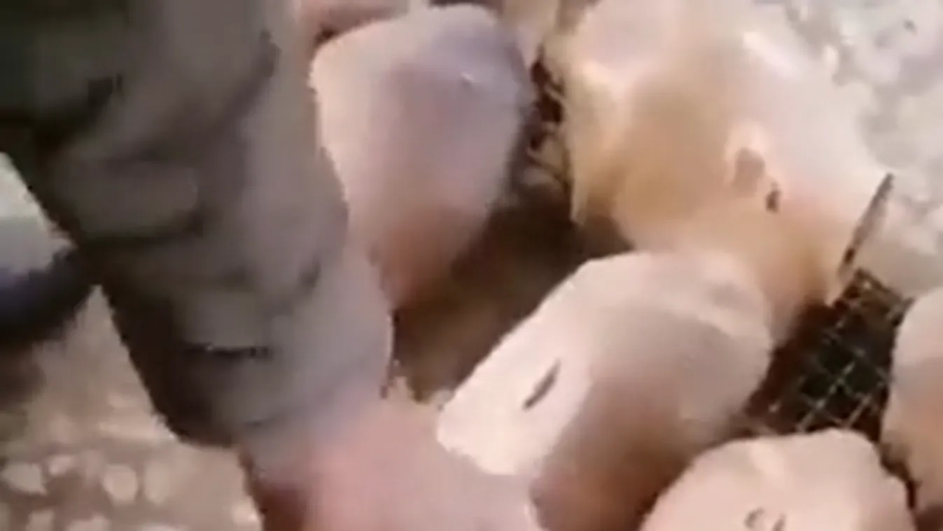 Az iszlamista tálibok elrendelték a bolti próbababák lefejezését