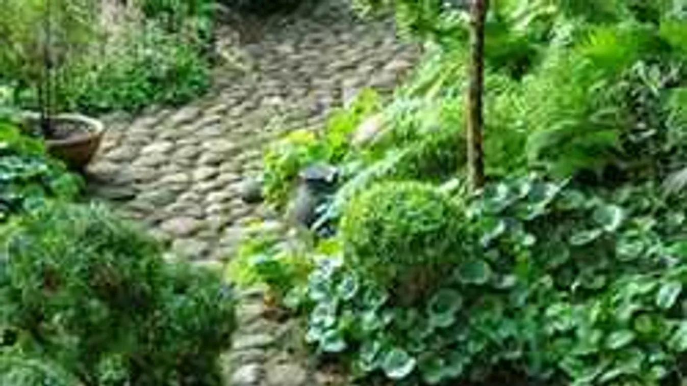 7 olcsó és egyszerű házi gyomirtó szer, ami tökéletesen működik