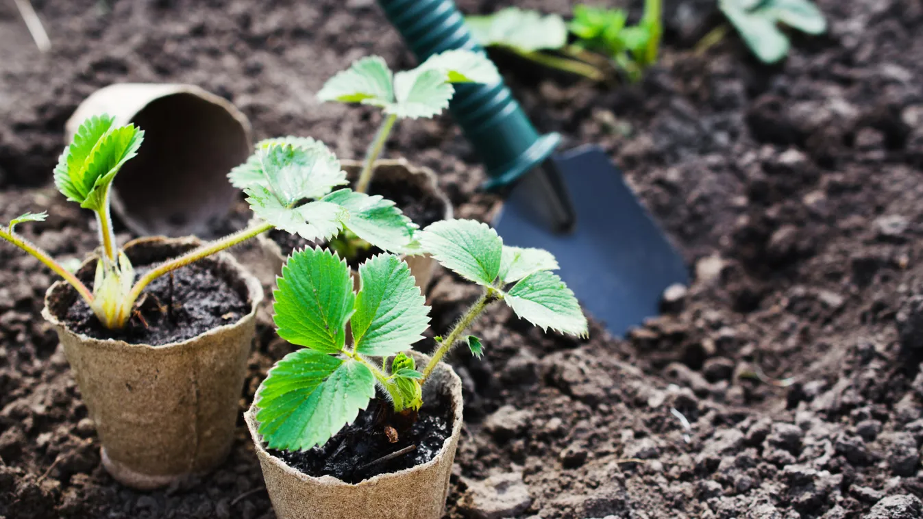 Strawberry,Plants,And,Seedlings,With,Gardening,Tools,On,Soil.,Concept