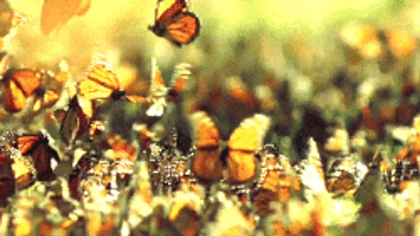 Itt vannak a szélsőséges időjárás első áldozatai!