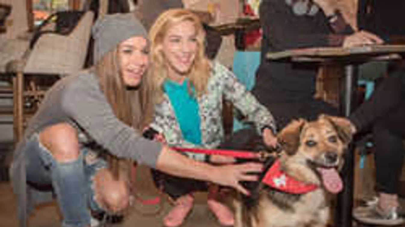 Ennek köszönheted, ha megkerül az elszökött kutyád