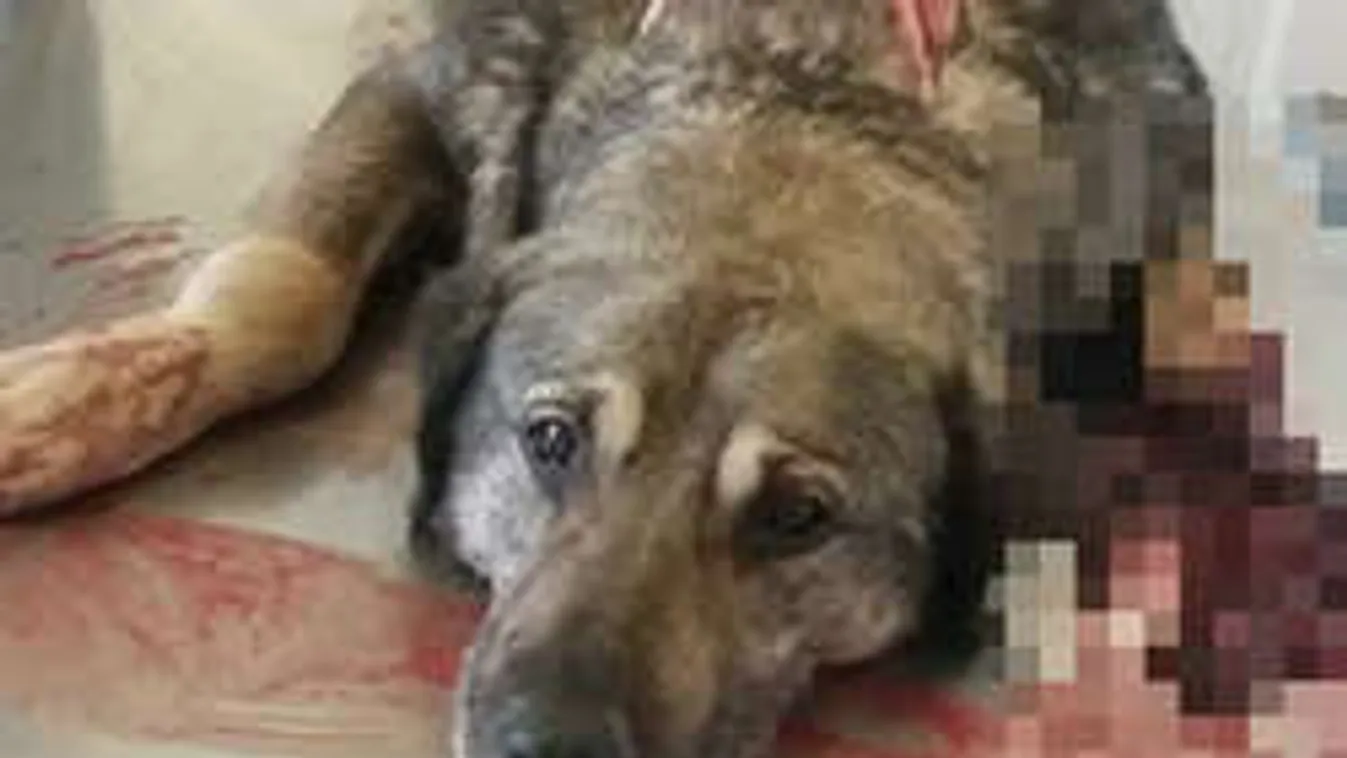 Máris megvan a szilveszteri durrogtatás első áldozata!