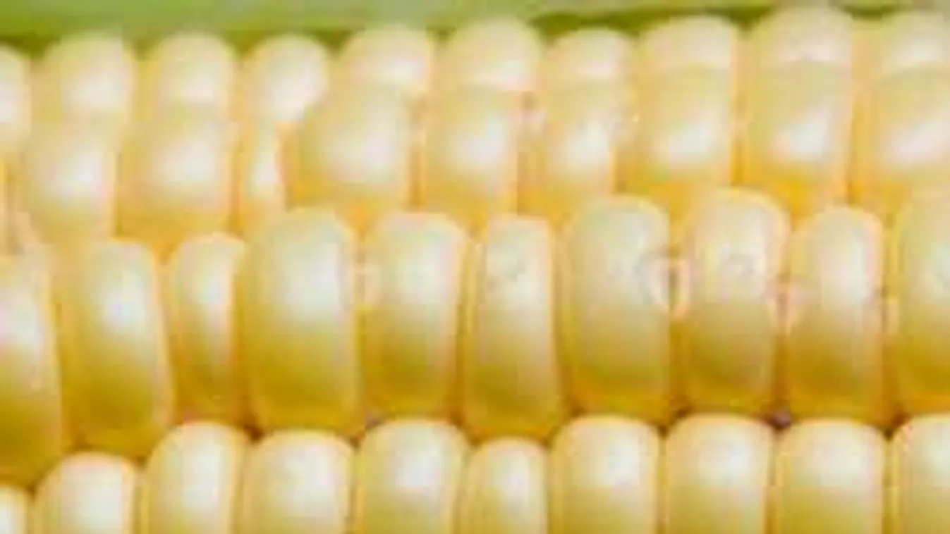 Kimondták: veszélyesek a gyorsfagyasztott zöldségek