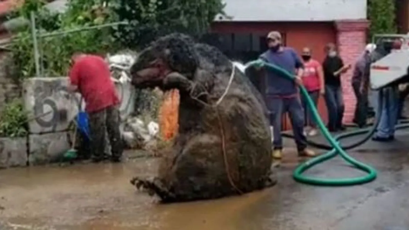Elsápadtak a munkások: titokzatos lényt húztak ki a csatornából