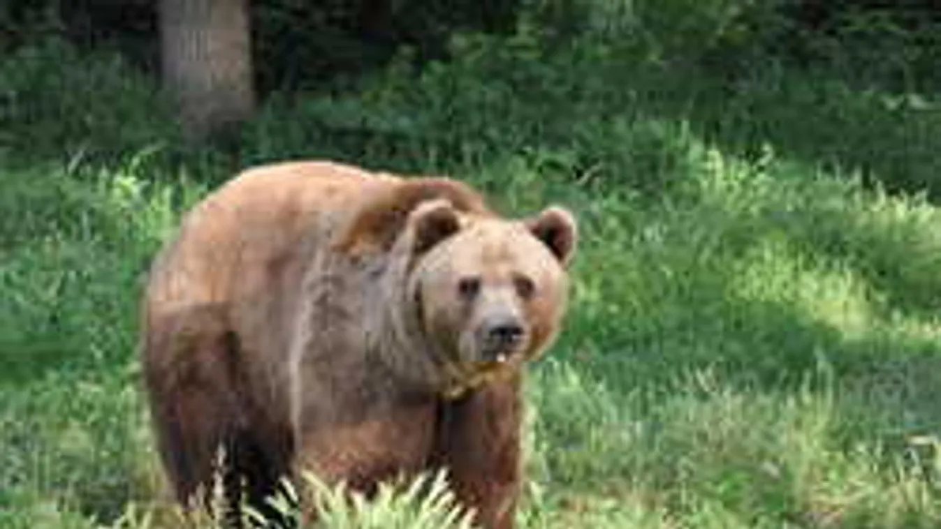 Átharapta a magyar zarándok combját egy medve