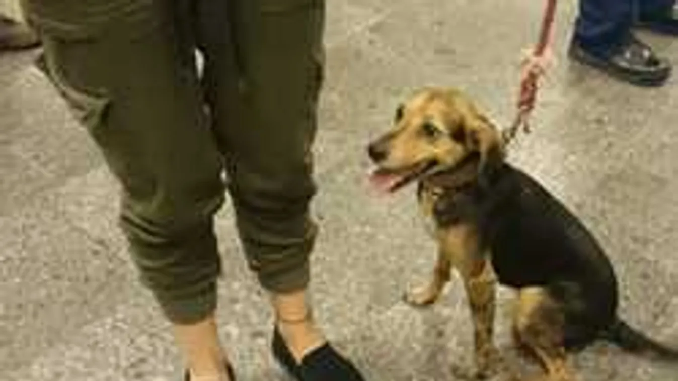 Ép bőrrel megúszta a metró-kalandot Husi, az alagútból kimentett kutya