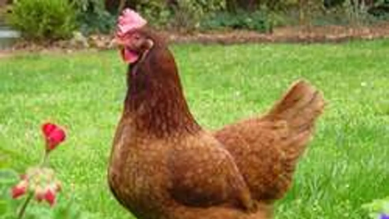 Új divat: bérelj tyúkot, mindig friss tojásod lesz!