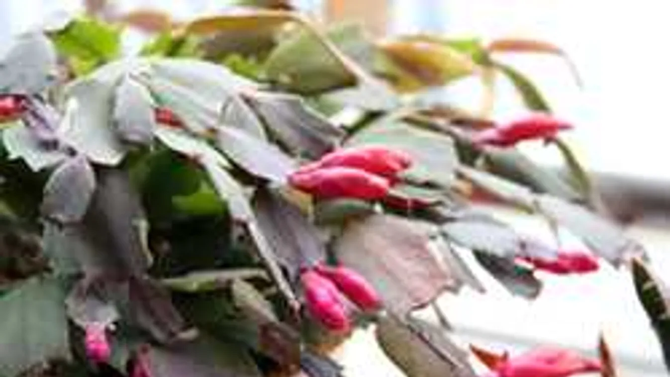 Eszelős, mit művel már novemberben a karácsonyi kaktusz