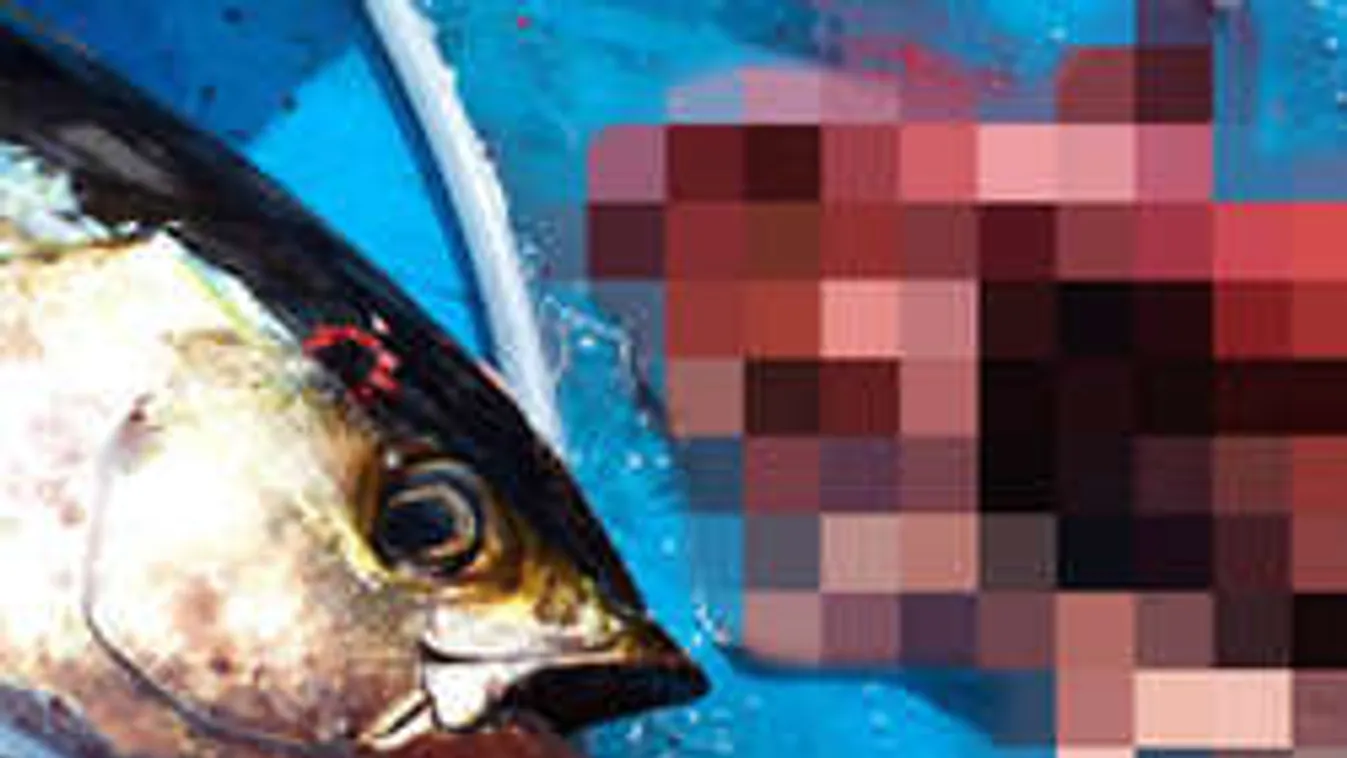 Egy férfi cerkáját rejtette a méretes tonhal gyomra!