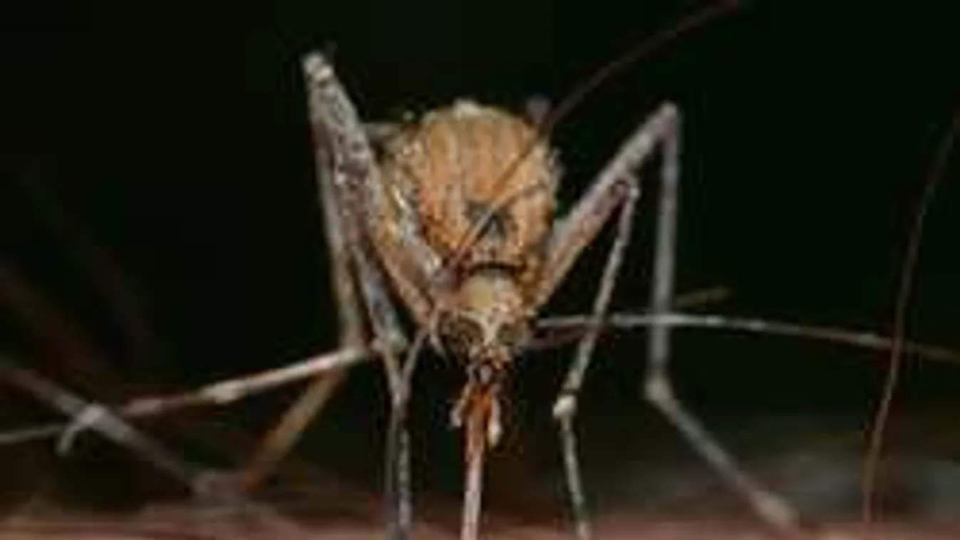 Figyelmeztetést adtak ki a szakértők: életveszélyes szúnyogcsípés terjed Magyarországon