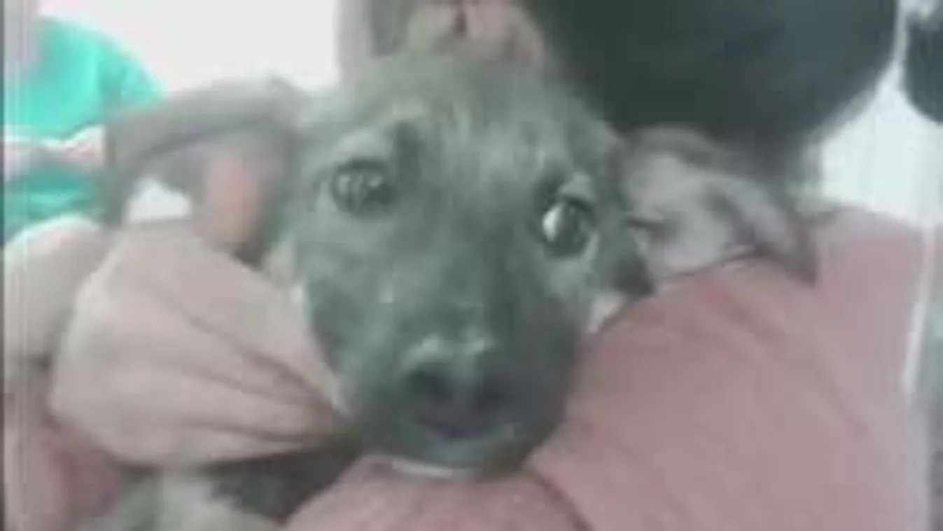 Ilyen, ha életében először simogatnak meg egy menhelyi kutyust