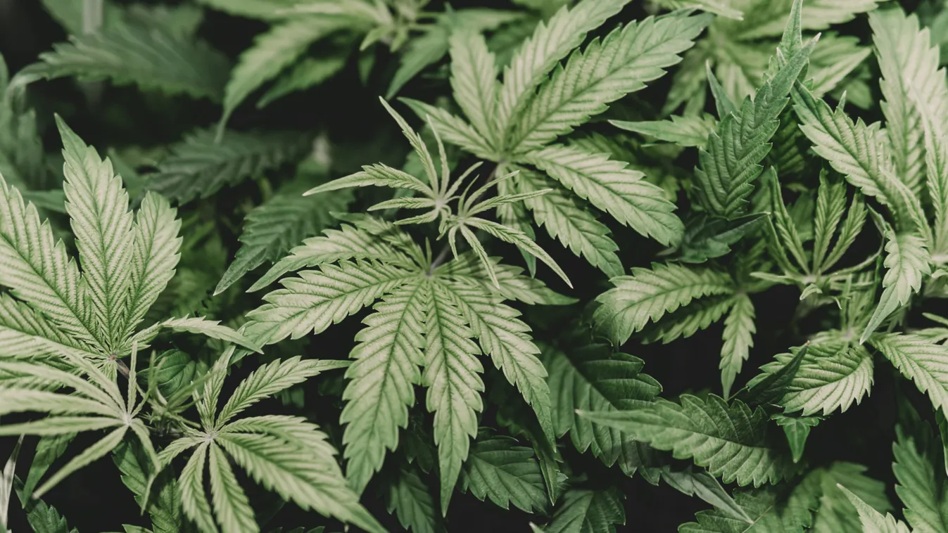 Drograzziát tartottak az RTL Klub sztárjánál! Nem is hiába...