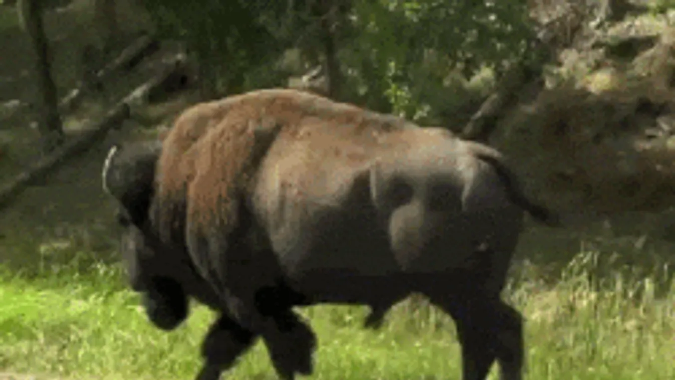 Csoda, hogy megmenekültek: Hatalmas állat rontott rájuk