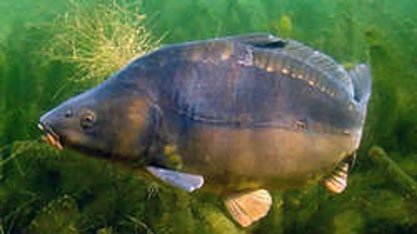 Sokat kockáztatnak a karácsonyi pontyért