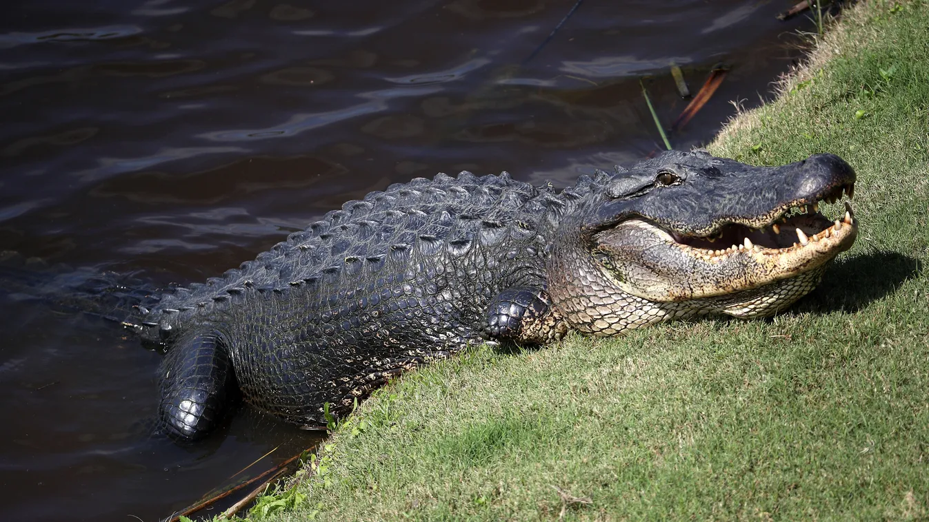 Zurich Classic Of New Orleans - Round One