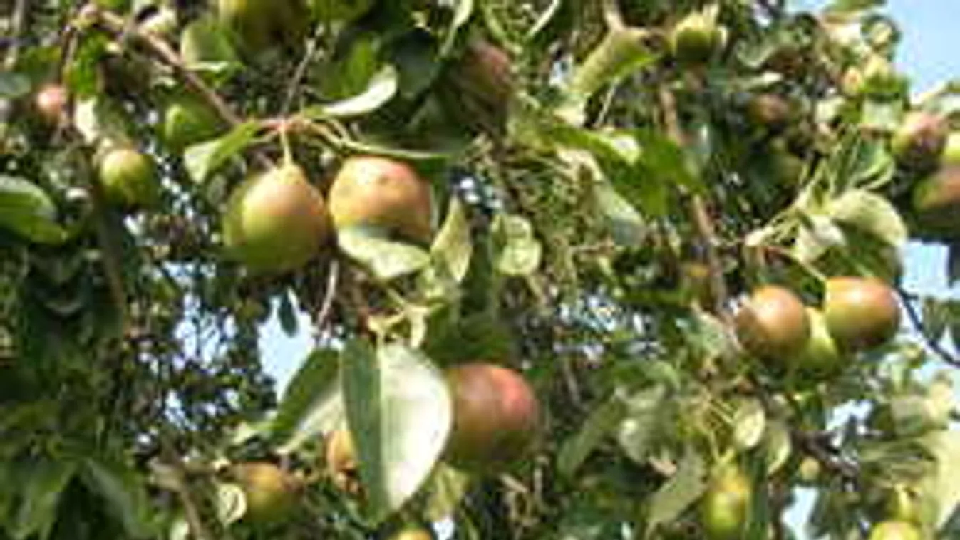 Egyetlen ember harcol az ősi magyar gyümölcsfákért