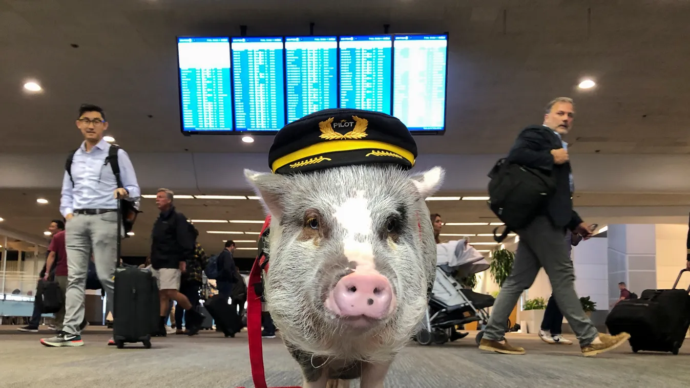 LiLou the therapy pig stands in front of a departures board at San Francisco International Airport in San Francisco, California