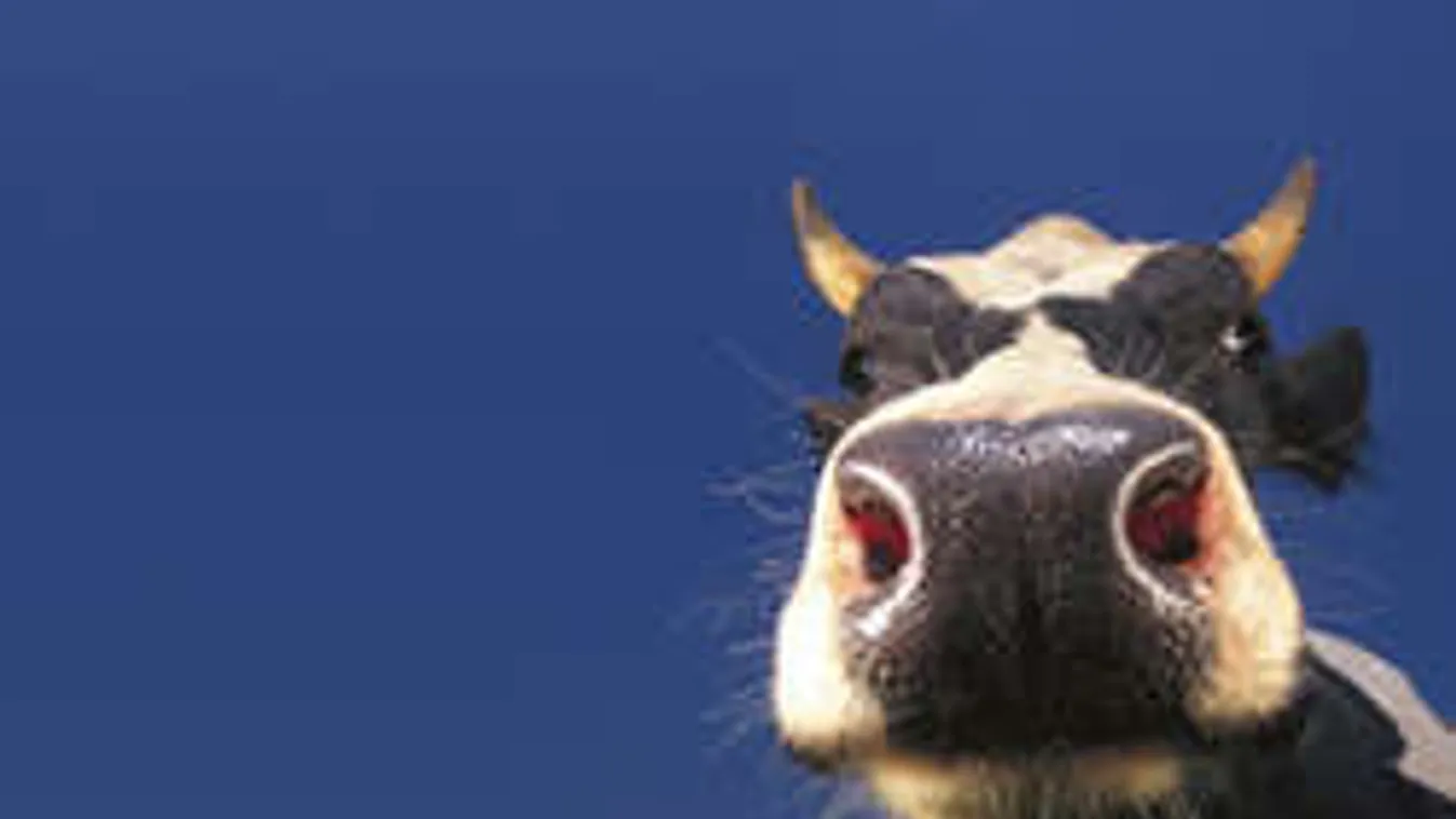 Megrendszabályozzák a tehénszellentést Kaliforniában