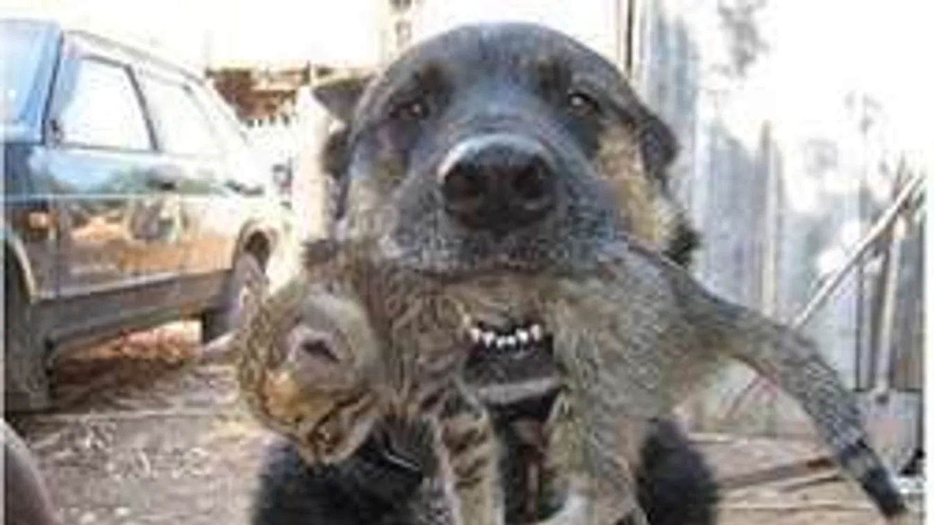 A kutya, akit hősként ünnepel a világ! Életet mentett a tűzből