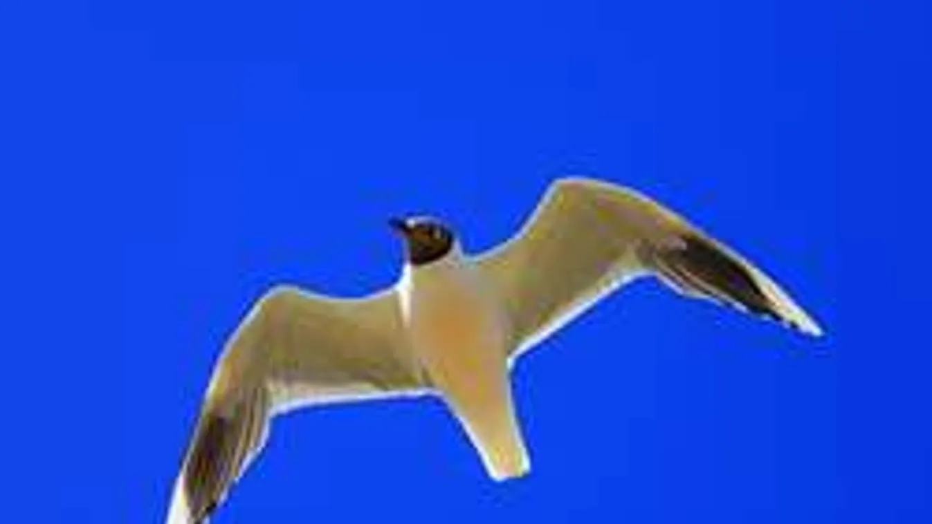 Káoszt okozott egy sirály a focimeccsen - videó